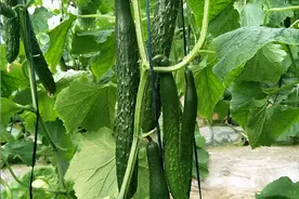 菜园种黄瓜有妙招，掌握3点，黄瓜长势好，结瓜多图片