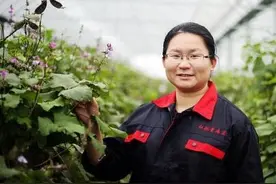 十日谈 |“扁豆姑娘”的梦图片