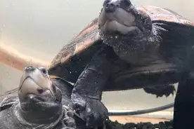 龟宠晒背灯用来替代太阳光，真的可以吗？图片