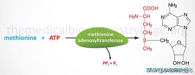 氨基酸的碳架氧化（一）