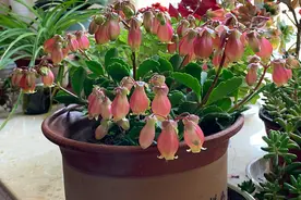 冬天养几盆“精灵花”，长满小金鱼，挂满小灯笼，叮叮当当过大年图片