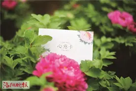 牡丹对樱花说：同气连枝 珍重共春风图片