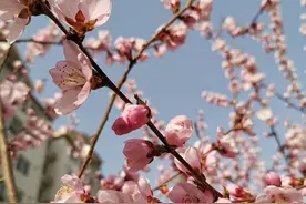人间三月桃花开，春风节气好开怀！图片