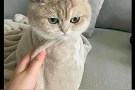 气温下降主人担心猫咪冷，给它裹上了小毯子，猫：快热出汗了图片
