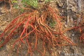 选种白花丹参，掌握7大关键技术，助力药农高产高质量图片