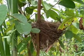 惊喜！钦州网友发现了一窝紫色的鸟蛋，谁知道是什么鸟的？图片