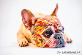 超萌宠物表情 瞬间被融化 爱了爱了 高清宠物摄影照片图片