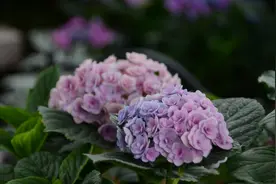买回来的绣球花换盆都一个多月了没长新根还焦叶，盆土湿漉漉不干图片