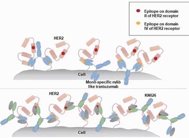 代表性双抗平台盘点