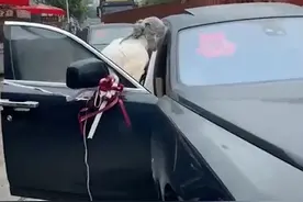 伴娘被伴郎“泼”一身面粉，当场拦车讨说法，伴郎反应可真“怂”图片