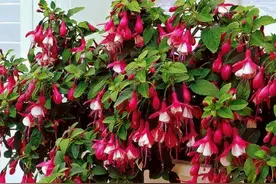 马上过年了，养花就选4种“喜庆花”，开花像灯笼，好养花期长图片