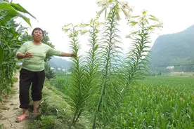 河南大妈连生三闺女受尽婆婆冷眼，婆婆年老她却用心孝敬，因为啥图片