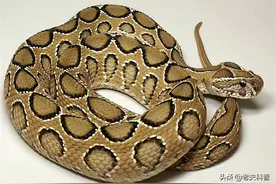 圆斑蝰：攻击性极强的“暴君”，杀人如麻，被咬伤者还会导致肾虚图片