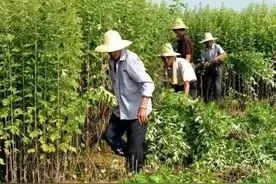 端午有雨，艾草要什么时候割呢？老农说不必当日，前三后四也可图片
