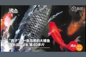 4人偷捕40斤“明星”鲤鱼被拘，市民哭诉：养了十几年图片