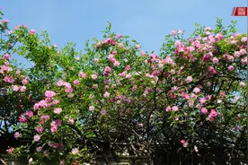 苏州艺圃蔷薇，这个隐藏在小巷的园林，火遍全网图片