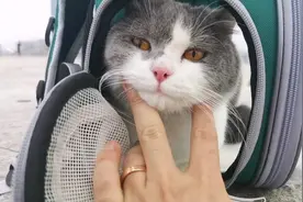 我的猫咪每日照片，今天去海边吹风图片