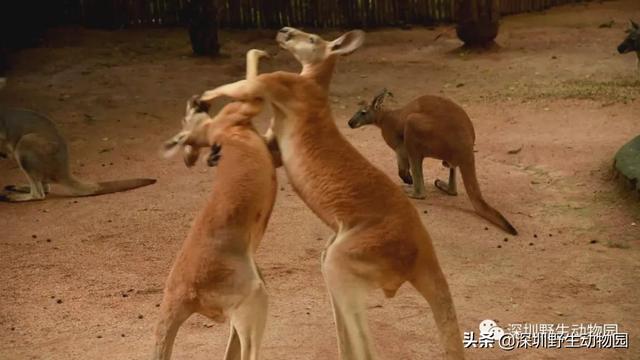 “高质量”求爱大作战，果然画风清奇