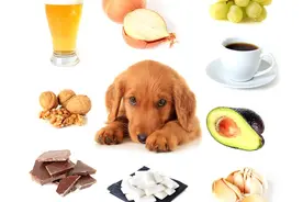 木糖醇是狗狗的致命毒药，很多铲屎官却不知道图片