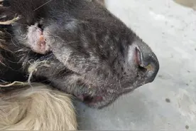 狗狗流鼻涕鼻头干裂怎么办图片