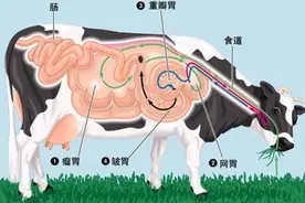 为什么牛有4个胃，而人却只有1个胃？图片