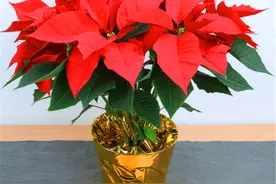 这种花叶片鲜红，花朵精致，养护牢记5要点，1年开花200天图片