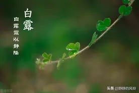 蒹葭苍苍、白露为霜。白露，一个如诗般优美的节气图片