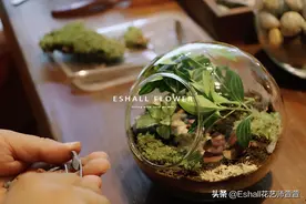 苔藓微景观DIY——打造自己的“田园牧歌”图片