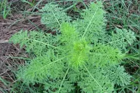 农村俗称的“麦蒿”是一种什么样的植物图片