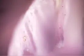 你见过400倍显微镜下的花瓣吗？图片