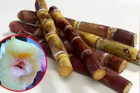 甘蔗末端出现红色丝状，是流血了吗？还是有毒的？图片