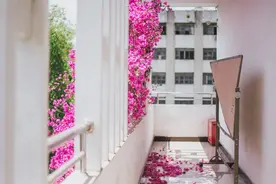 成都的三角梅，豪横图片