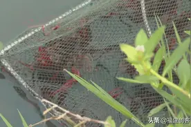 福州连江县：山泉水养小龙虾 市场前景好图片