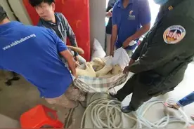 狮子拒绝进食，主人亲往探望，柬埔寨网友：狮子也想念他图片