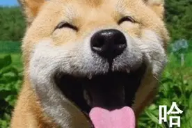 搞笑：给宠物狗狗打针，哈哈哈哈哈，一定要看到最后图片