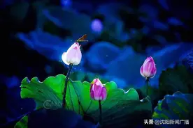 万亩荷塘回馈市民：25日免门票！新民第十九届荷花节，来吧来吧图片