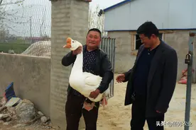 新鲜：农民租玉米田养大鹅，有人拍手叫好，有人担心玉米减产图片