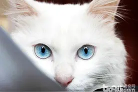 【齐齐哈尔萌宠】猫咪向你眨眼睛是在撩你吗？图片