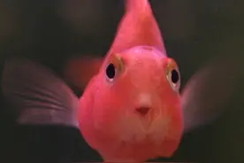 鱼粮要有五个成分才是好鱼粮图片