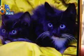 土猫买回家一周就得猫瘟，老板娘提到“习惯性饲养”？图片