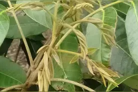 龙眼用绿叶新地培养粗壮结果母枝效果好图片