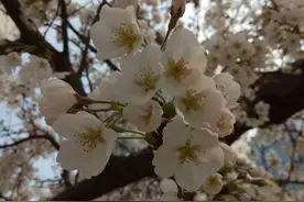 平生第一次听说樱花，是从中学课本上鲁迅那篇《藤野先生》中图片