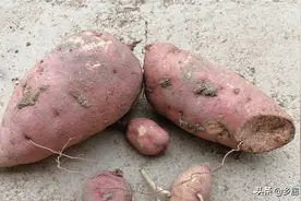 摘叶吃的红薯藤难结薯？结薯是本能，注意摘叶底肥等管理，治蚜虫图片