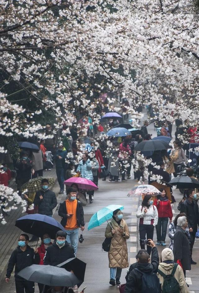 2020→2021，来看武大樱花这组对比照
