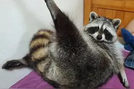 20张有趣的浣熊图片：能拧瓶盖、开冰箱，智商很高又很神经大条图片