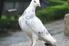 心疼呀，这是谁干的？图片