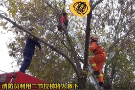 山东临沂一醉酒男子爬上树后下不来，被救后走出魔鬼步图片