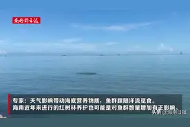 海口近海湾为何频现鱼群？专家分析是这个原因所致图片