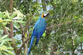 校园里来了一只蓝黄金刚鹦鹉图片