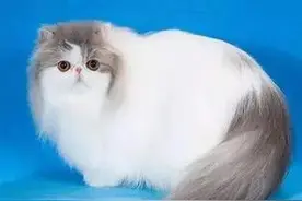 猫的种类讲解图片